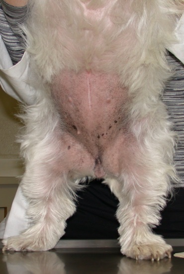 Hauttierarzt und Tierdermatologie Basel_Allergie nachher